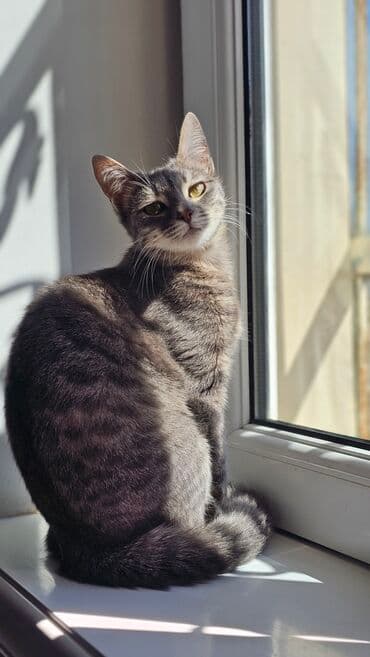 кошка продажа: Самка, В добрые руки — 4