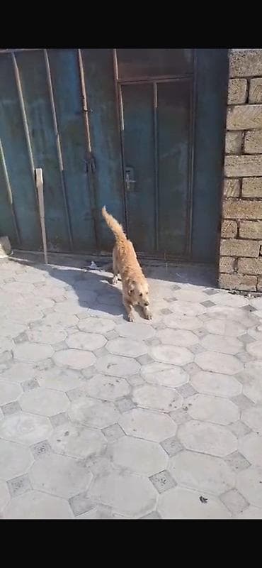 pomerian it: Retriever, 1 il, Erkek, Peyvəndli, Ünvandan götürmə — 2