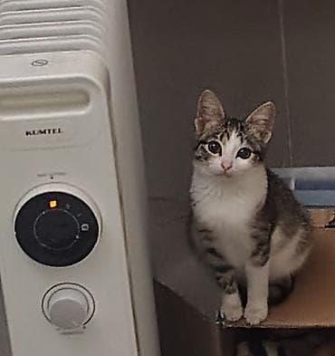 şotland pişiyi cutlesdirmek: Tabbi, Dişi, Yaxşı əllərə, Pulsuz çatdırılma — 2