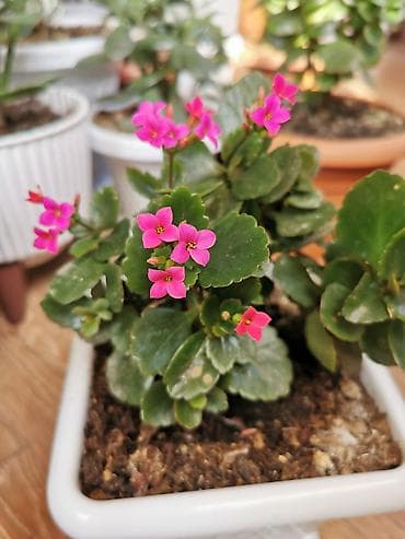 dibcək gulləri adları: Kalanchoe - qabla birlikdə satılır. Qiymet bir dənəsine aiddir. Sağlam — 5