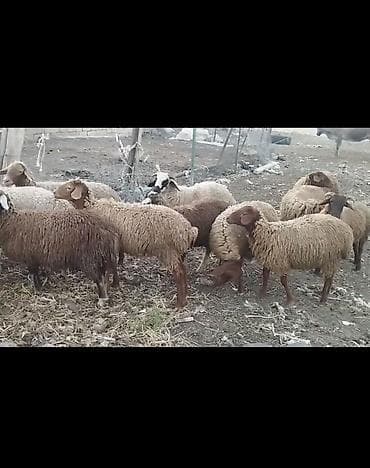 eşey satışı: Damazlıq saxlamalı yaxşı dişi quzlar — 3