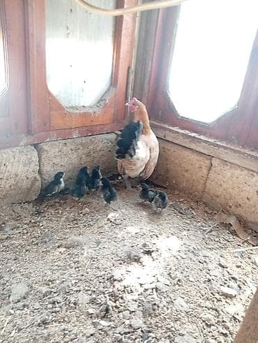 lider 55 toyuq: Toyuq, Yumurtalıq, Ödənişli çatdırılma — 2