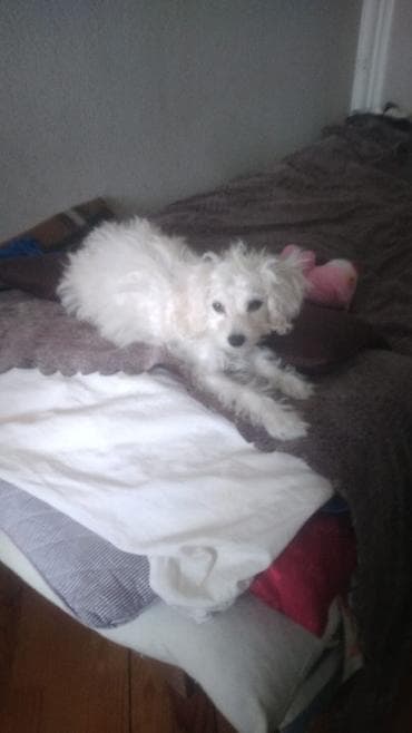 İtlər: Bişon Frize — 1