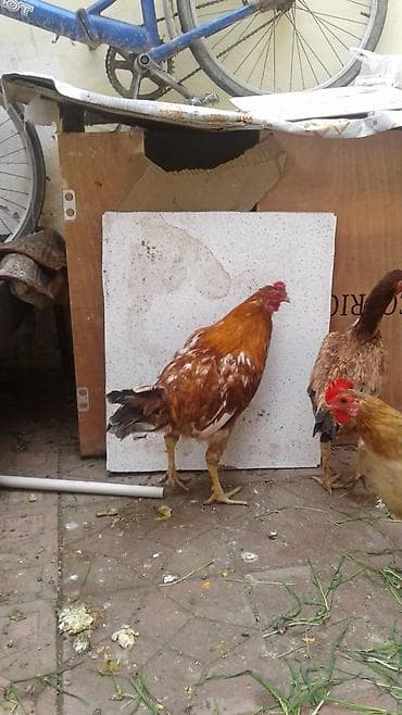 xoruz otu: Toyuq, Damazlıq — 6