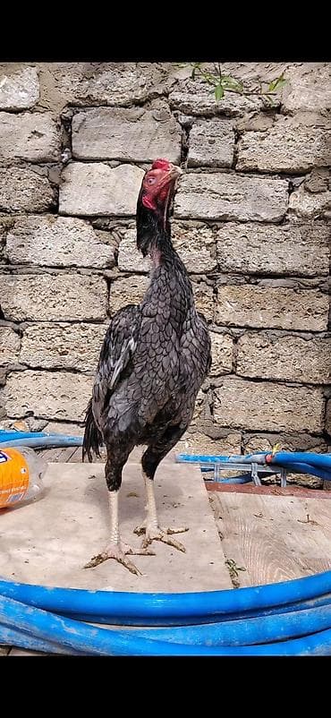 xoruz sekili: Temiz Qan Heyvandir 8ayliq Teze Banlamaga Baslayiv — 1