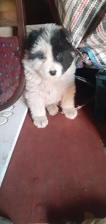 Qafqaz çoban iti, 1 ay, Dişi