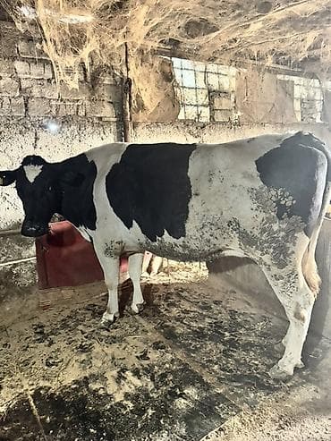 Dişi, Holsteyn, Simental, il: 4, 900 kq, Südlük, Ünvandan götürmə