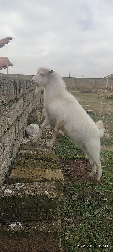 keçi dərisi: Ağ rəngli keçi – erkək - Cins: yerli/ət-süd istiqamətli - Rəng: tam — 1