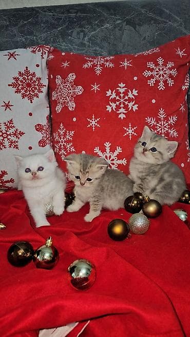 Digər heyvanlar: Britan — 7