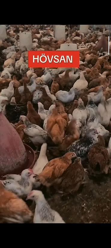 damaz: HOVSAN :65 GUN TAM SAGLAM DAMAZLIQ ✅ 0️⃣ 5️⃣ 5️⃣- 7️⃣ 7️⃣ 8️⃣- 0️⃣ — 3