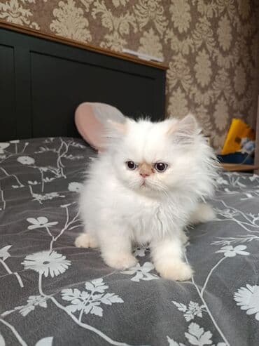 pişik pers: Fars — 9