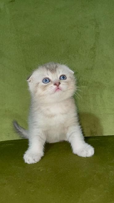 pisik yuvasi: Şotland, Erkək — 2