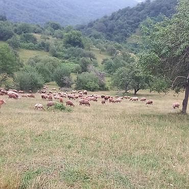 Slam 200 basa yaxin Heyman 100 ana qoyun 80 eded etlik quzular real lalafo.az -da Slam 200 basa yaxin Heyman 100 ana qoyun 80 eded etlik quzular real