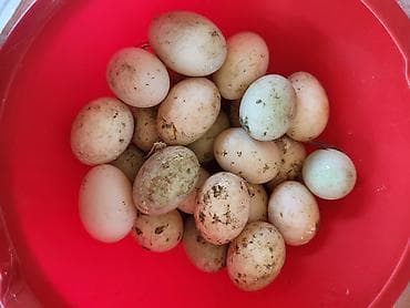 mal satisi: Dişi, Damazlıq — 7