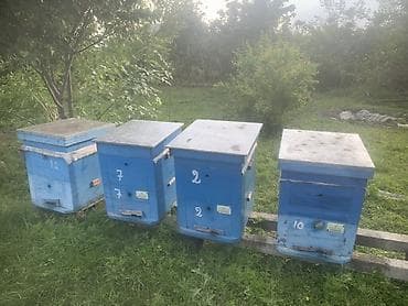 ari ramkasi: Arıçılıq üçün ağac arı yeşikləri (kovanlar) Məhsul təsviri: - — 2