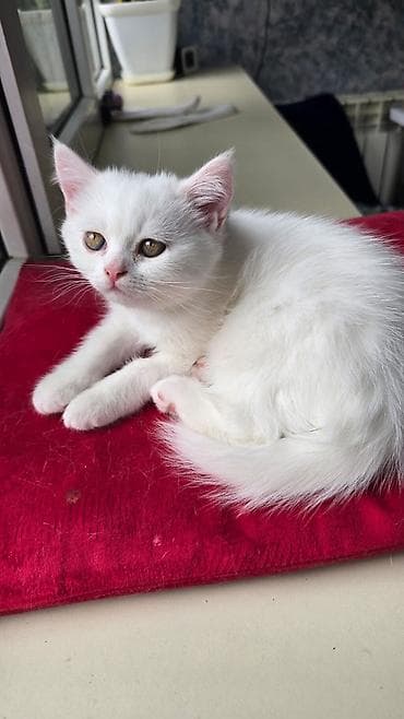 Gozel piwiy cins 2 ayliqdi yeni ailesini gozleyir