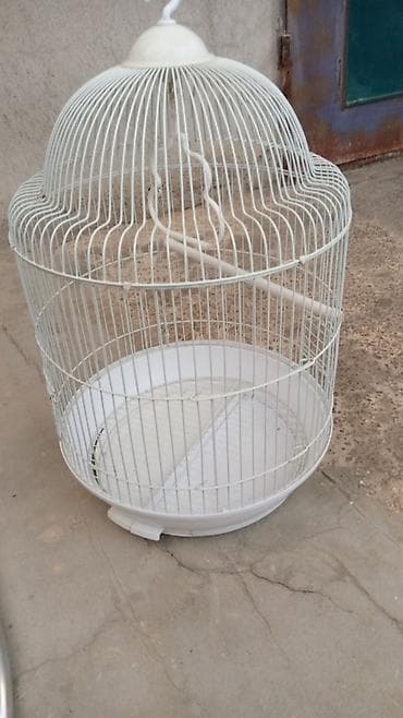 Geyimlər: Qəfəs korella — 6