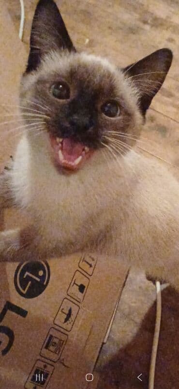 pisik yuvalari: Ünvandan götürmə — 6