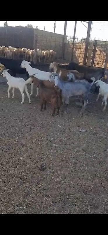 ereb kecisi: 15 baş dişi keçilər satılır südlükdürlər real alıcılar narahat etsin — 5