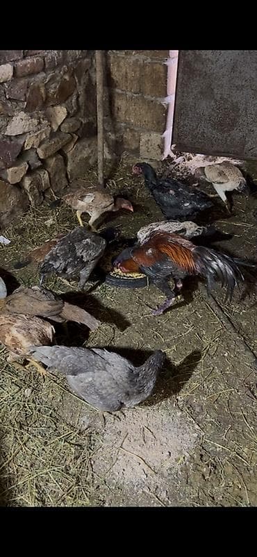 Toyuq, Damazlıq, Ödənişli çatdırılma lalafo.az -da Toyuq, Damazlıq, Ödənişli çatdırılma