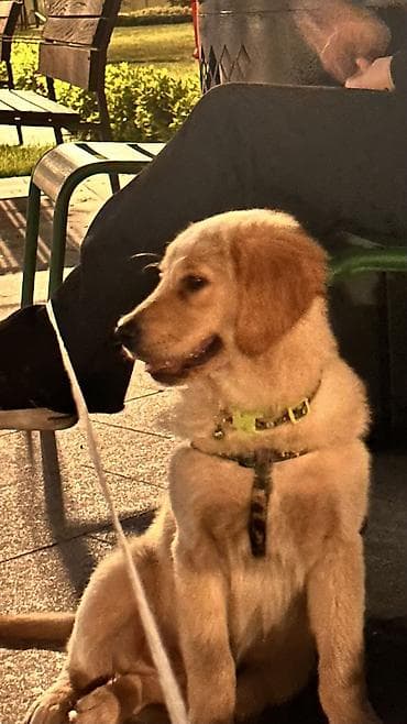 setteri it cinsi: Retriever, 5 ay, Erkek — 1