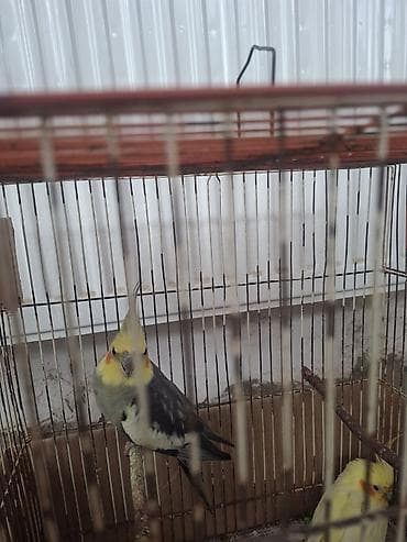 Quşlar: Sultan quşları - Növ: Nimfa tutuquşusu (cockatiel) - Rənglər: Boz-sarı — 1