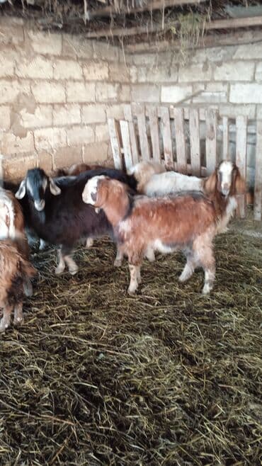 SİM-kartlar: Salam hevanlar super temiz hevanlardir 4 dişidir — 3