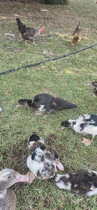 Утки: Muscovy (indi ördəyi) balaları satılır - Cins: Muscovy/indi ördəyi - — 10