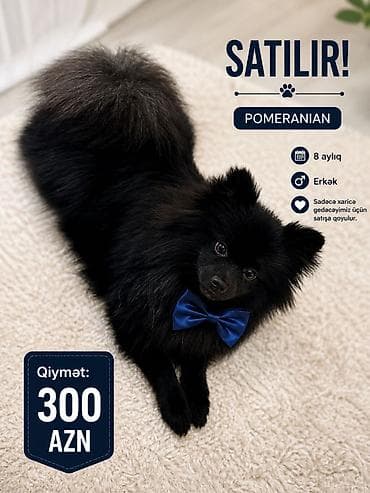 Şpitz, 7 ay, Erkek, Peyvəndli, Ünvandan götürmə
