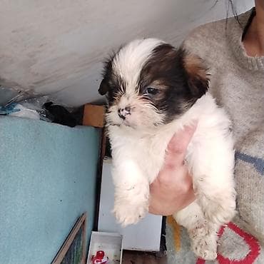 Shi-tsu, Peyvəndli lalafo.az -da Shi-tsu, Peyvəndli