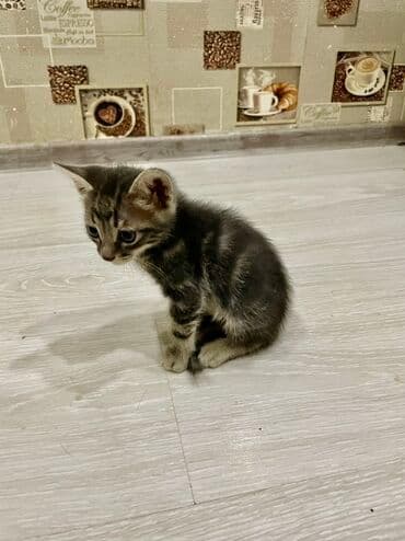 siam pişiyi qiyməti: Yaxşı əllərə — 5