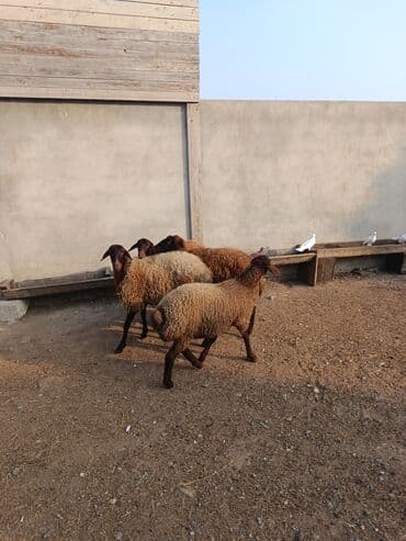 balasina sud vermeyen qoyuna ne deyirler: Qoyunlar – yerli cins, qəhvəyi-qara rəngdə, uzunqulaq, qıvrım yunlu — 3