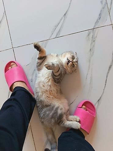 Птицы: Шотладская вислоухая — 1