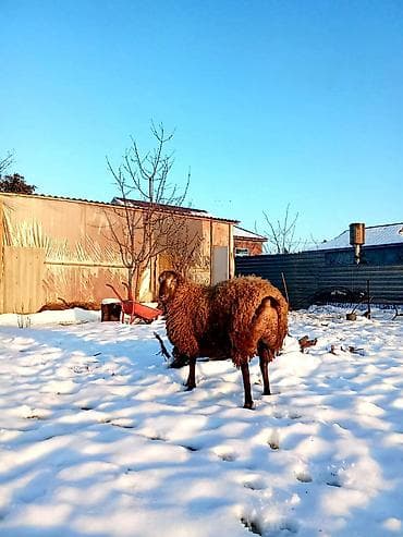 Boş bekar adamlar narahat etməsin
