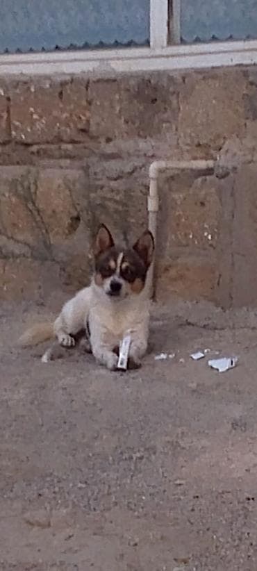 Digər heyvanlar: 2 ay — 1