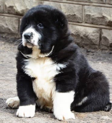 Алабай (Alabay) Племенной питомник предлагает щенков среднеазиатской lalafo.az -da Алабай (Alabay) Племенной питомник предлагает щенков среднеазиатской