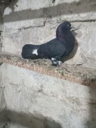 pavlin goyərcin: Salam olsun butun quwbazdara.demeli bu ag badamleleyler ikiside — 27