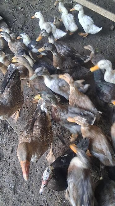 sacaqli qaz: Məişət və təsərrüfat üçün ördək sürüsü - Növ: müxtəlif yerli və — 5