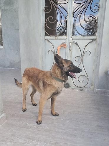 itlərin sekisi: Belçika çoban iti, 1 il, Erkek, Peyvəndli, Ünvandan götürmə — 4