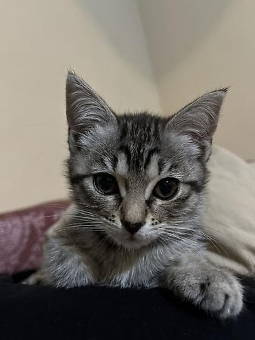 alman qurdu it: Tabbi — 2