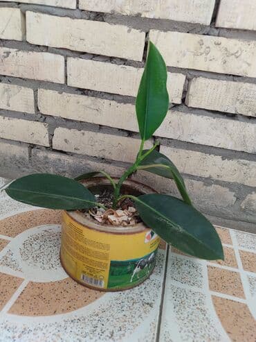 продам фикус бенджамина: Fikus — 4