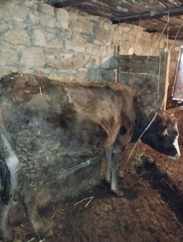 Toyuqlar: Dana, buzov, Erkək, ay: 6, Ətlik — 9
