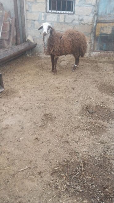 Inəklər, öküzlər: Məhsul: Erkək əbrəş qoyun - Cins: Əbrəş (yerli uzun yunlu tip) - — 4