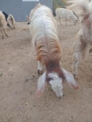 inək neçə aya doğur: Dişi, il: 3, Damazlıq — 3