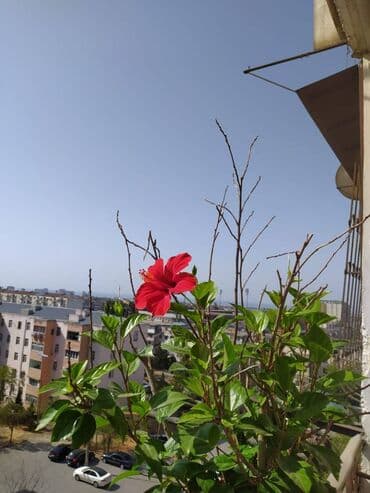 ağ şeher evler: Bakı, 3 otaqlı, Köhnə tikili, m. Neftçilər, 90 kv. m — 21