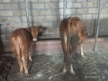 cuce satisi 2020: 2 qarın heyvandi 6 litr südü var sakit sağlam heyvandi balası dişidir — 3