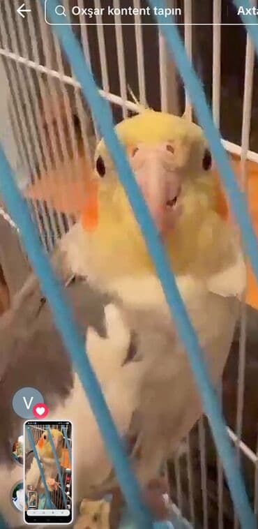 qaşqaldaq quşu: Məhsul: KORELLA tutuquşusu (Cockatiel) Təsvir: - Ağ-boz bədən rəngi — 4