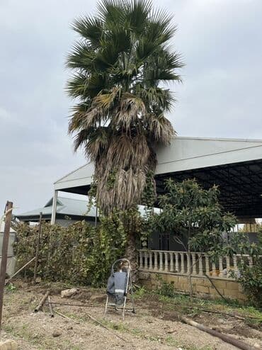 kətan toxumu hardan almaq olar: Satılır: hündür dekorativ palma ağacı - Növ: fan formalı yarpaqları — 3
