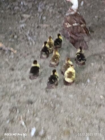 balalı inəklər: Salam Aleykum Təmiz cins lal ördek balaları. 9 ədətdi. ☝️4 gülkükdü — 3