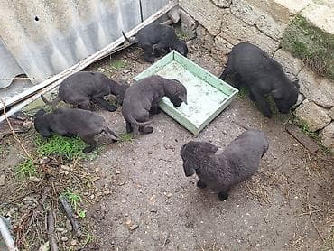 gence it satisi: 4 ay, Erkek, Peyvəndli, Ünvandan götürmə — 2